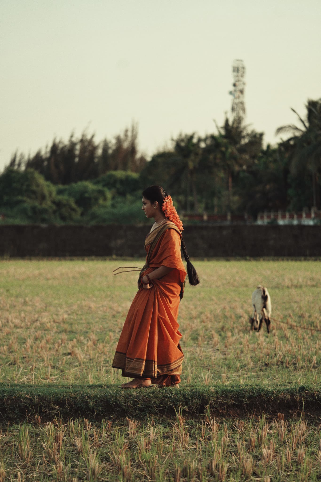 A woman in a handwoven rust-orange saree walking through a harvested paddy field at dusk